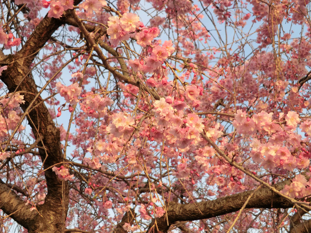 sunny sakura