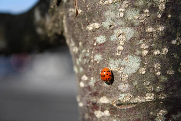 ladybug