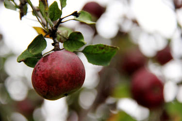 Nature's Bounty - wild apples3