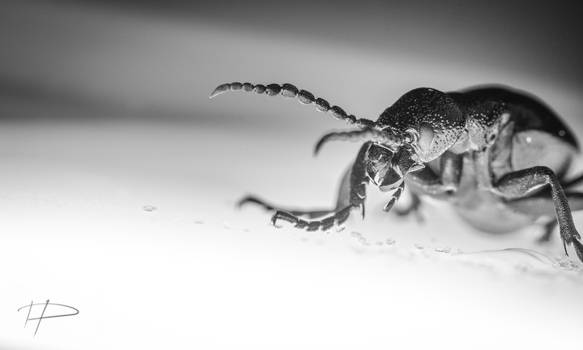 BW Beetle