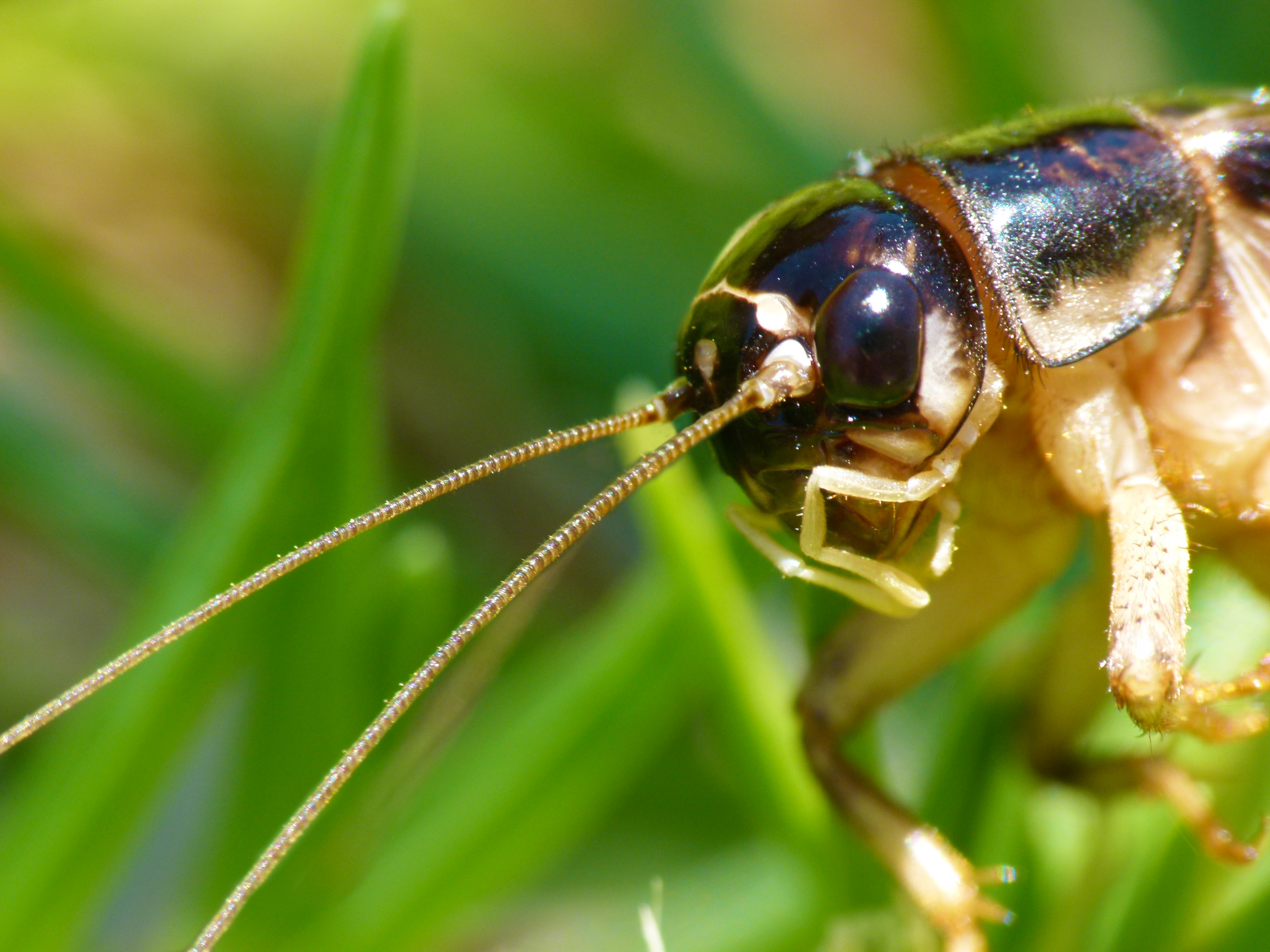 Cricket in profile