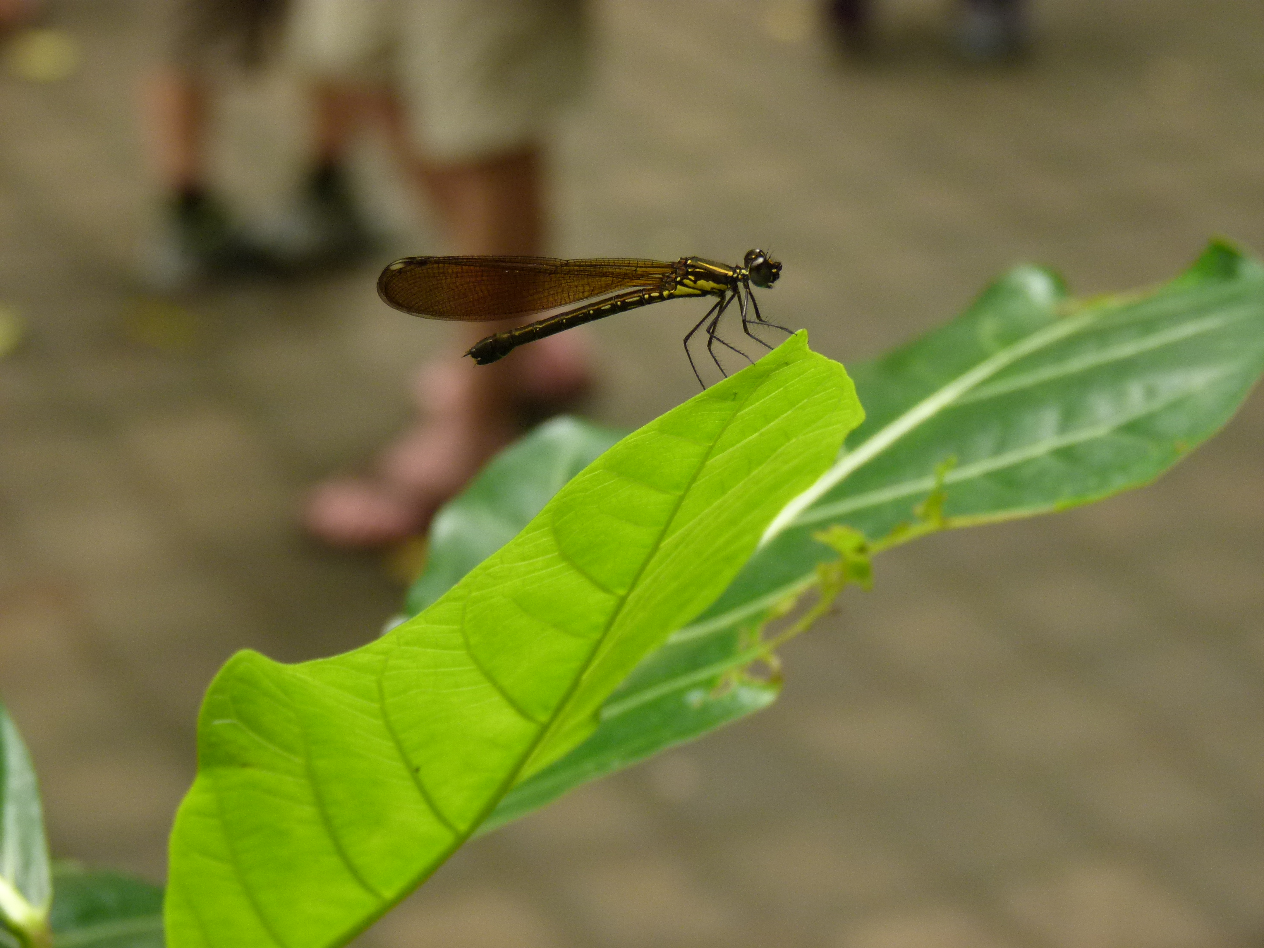 A Balinese Dragon Fly