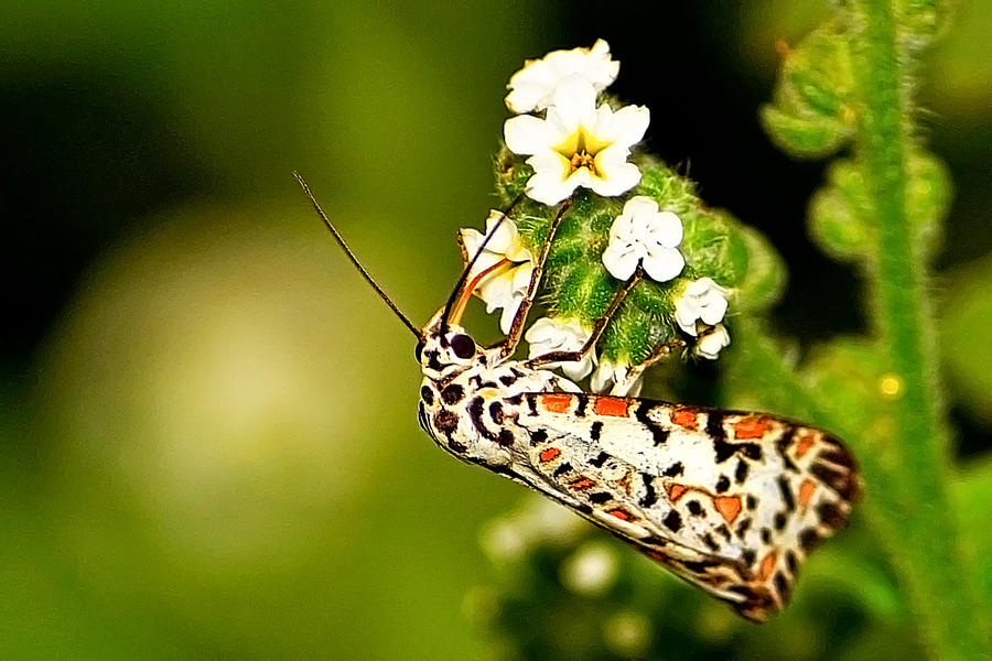 Crimson Speckled Moth