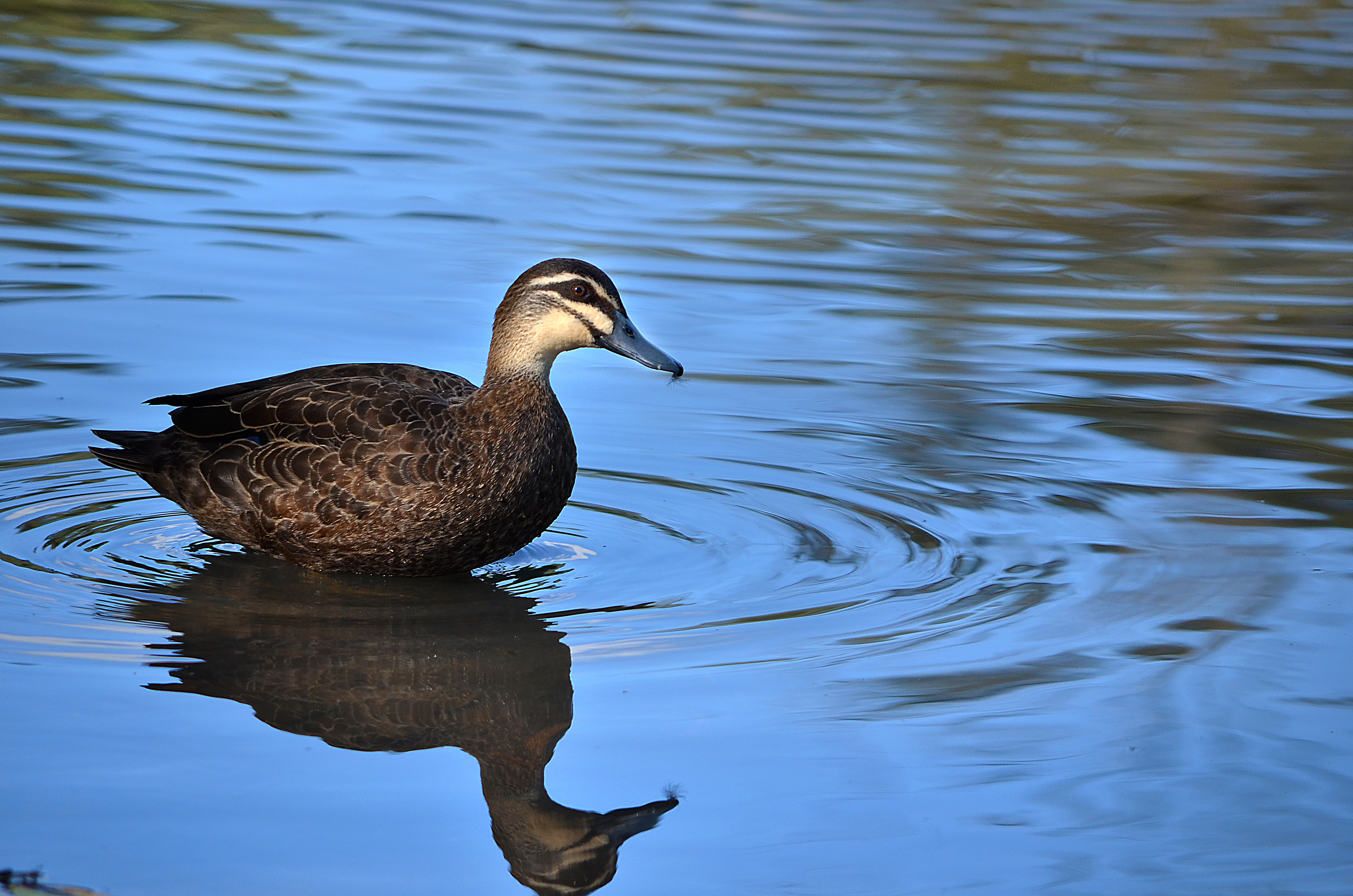 Duck Ripples