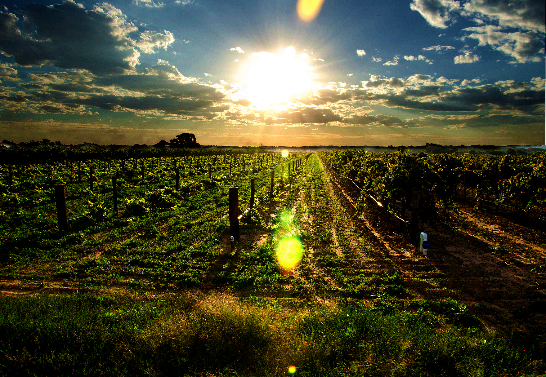 Barossa Valley Sunset