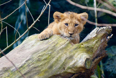 Lion Cub - Kiekaboo!