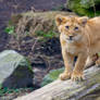 Lion Cub - I see you!