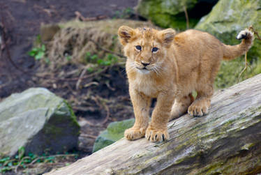 Lion Cub - I see you!