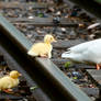 Ducks - Crossing the Railroad