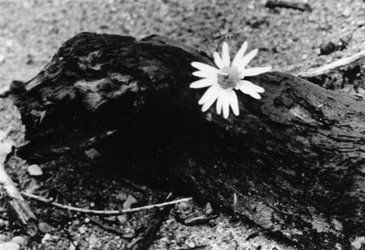 flower by the water