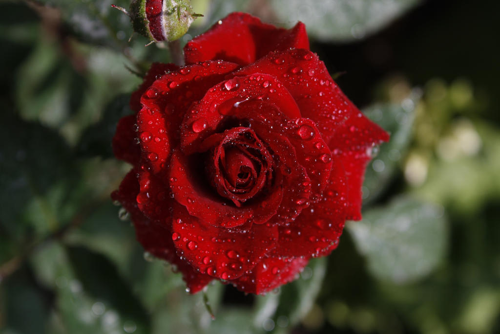 Rose, droplets by Elmininostock