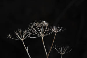 Hogweed by Elmininostock Hogweed by Elmininostock