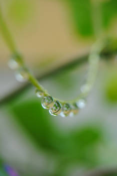 Droplets, plant