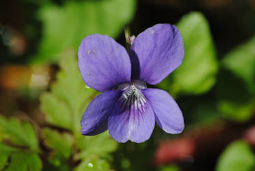 Purple flower