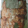 Rust_2