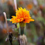autumn 1