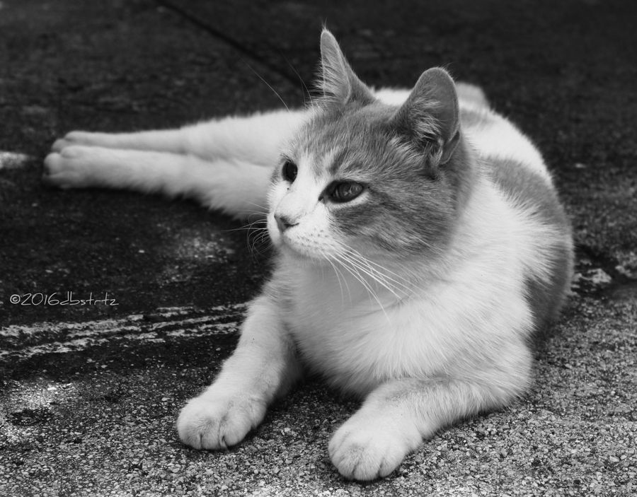 I've heard something by dbstrtz on DeviantArt