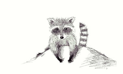Raccoon sketch