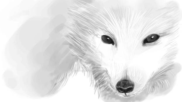 Corel Arctic Fox