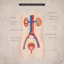 Anatomy / Medical illustrations