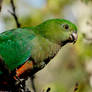 Australian  King Parrot Female