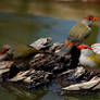 Red Browed Finch and Young