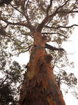 Angophora from base Looking up by Lotus105