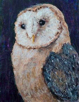 Barn Owl Night Dreaming