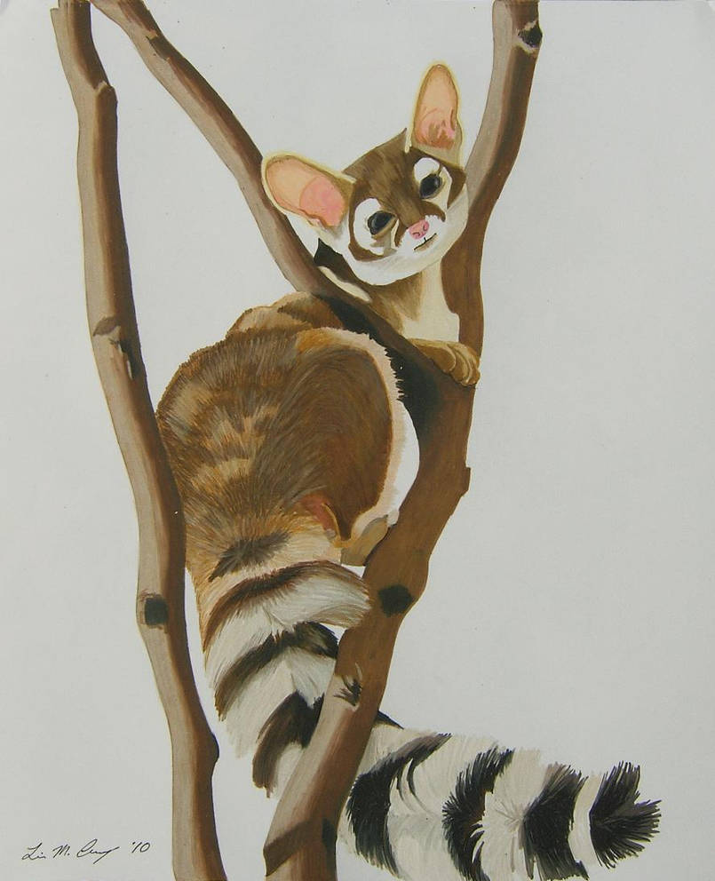Deviantart Ringtail Ringtail by WindSong83 on DeviantArt