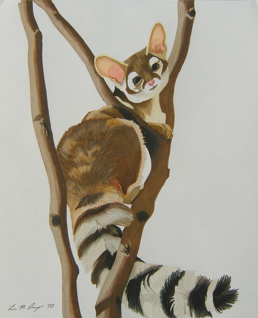 Ringtail