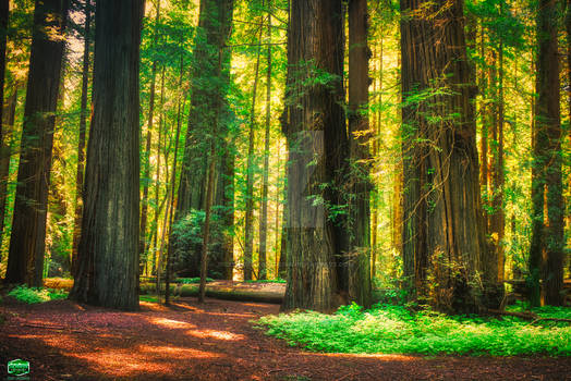 Avenue-of-the-giants-hdr-golden-hour-05-10-2019-im