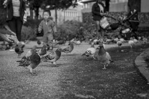 Feeding the pigeons