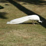 Albino peacock