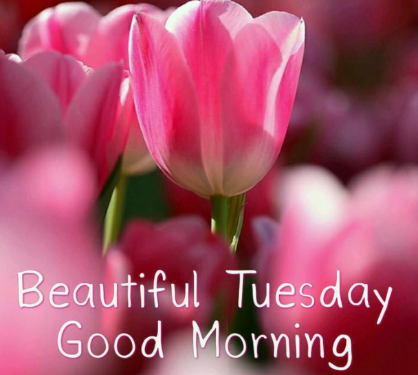 Happy Tuesday 🌸 Good morning 🌸🌸🌸 #goodmorning #happymorning #mornings  #happytuesday #tuesday