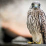 Kestrel - Turmfalke