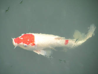 White and orange Koi