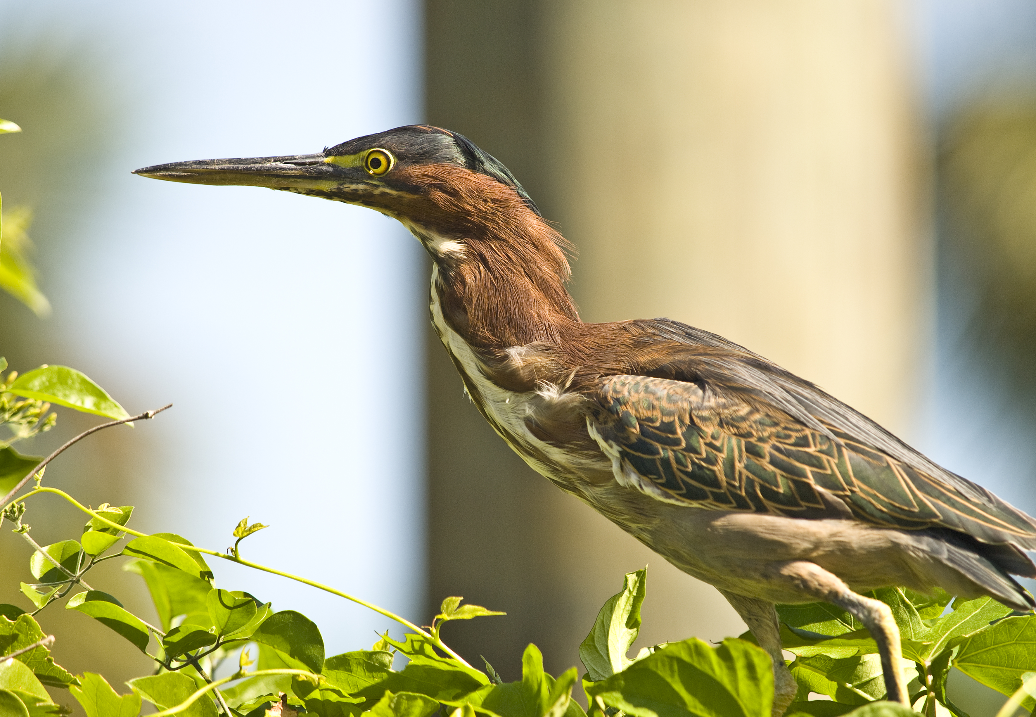 Green Heron meditating