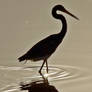 Heron silhouette