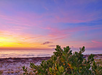 Sea lettuce sunrise