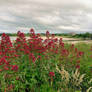 Red flower vista