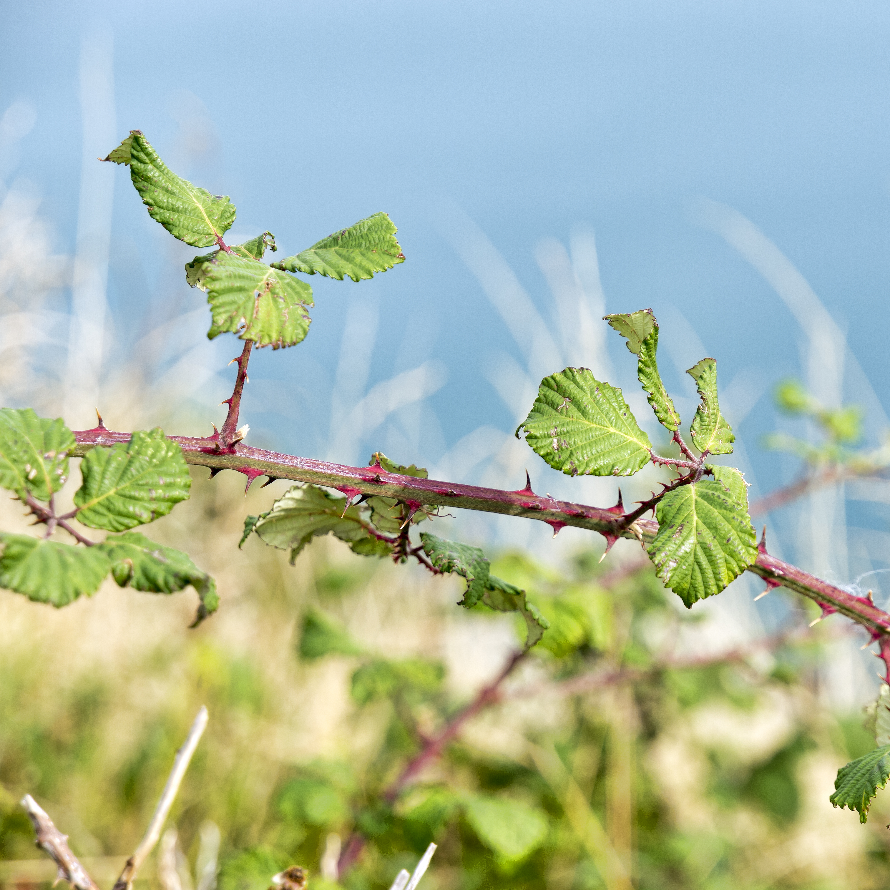 Brambles