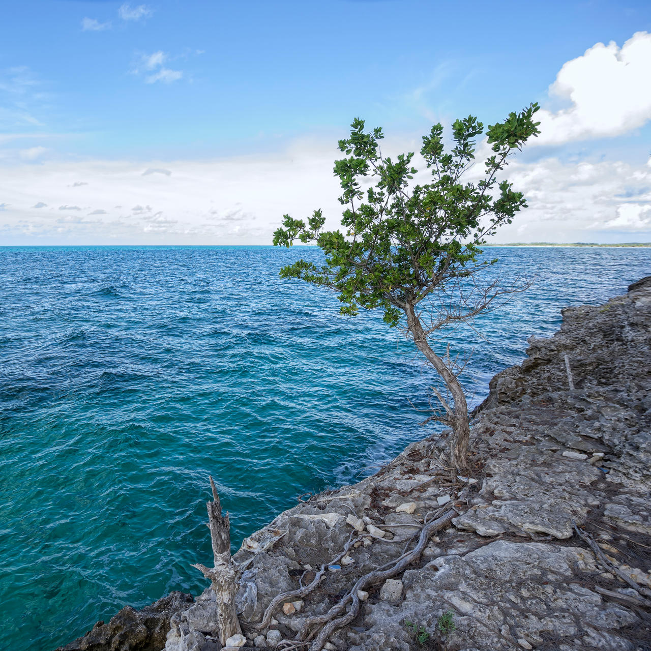 Caribbean tree