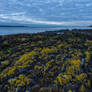 Moss in the golden hour