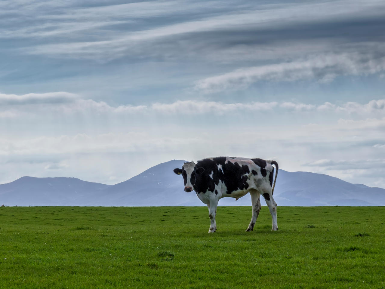 Mourning cow