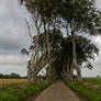 The Dark Hedges a different view