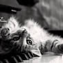 Piano Cat