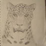 random cheetah