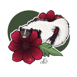 Striped Skunk and Chocolate Cosmos