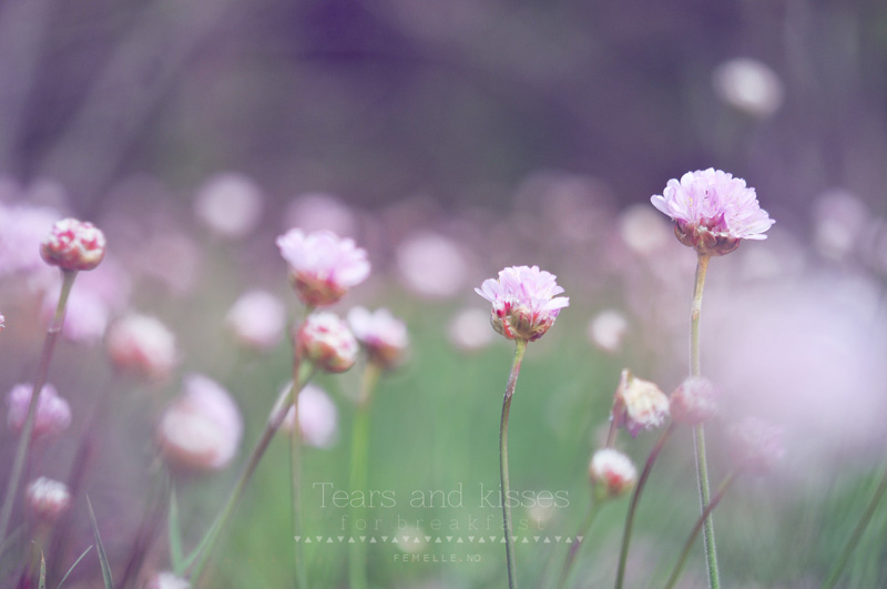 Midnight flowers