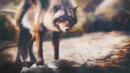 Jungle Wolf  (Canis lupus indicus)